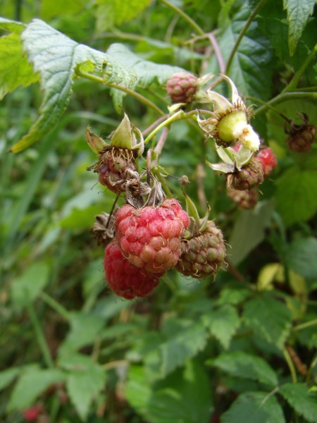P7070265