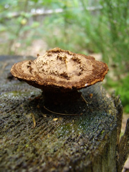 P7070269