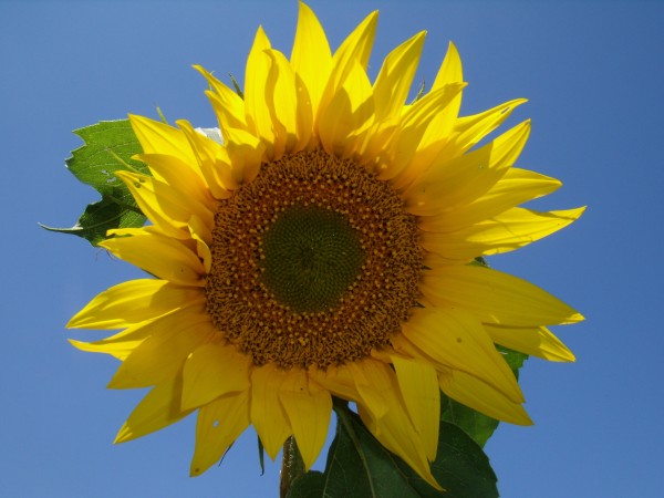 P8010035