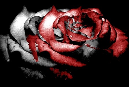 rose