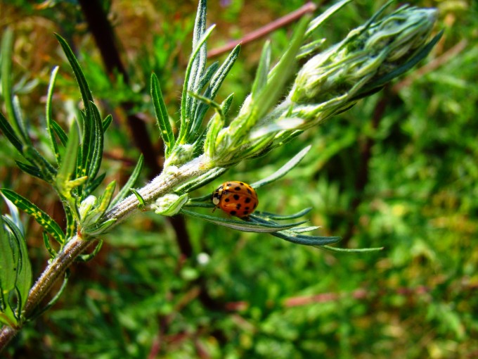 P7070054