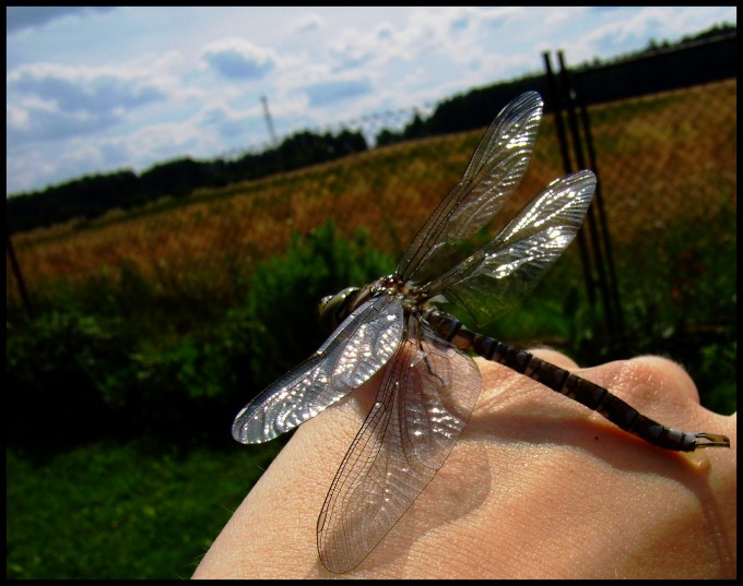 P8030050