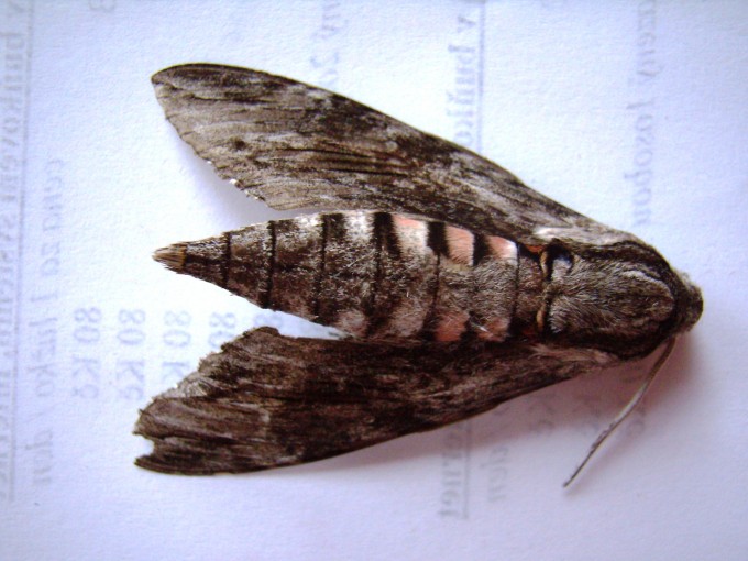 P9180025