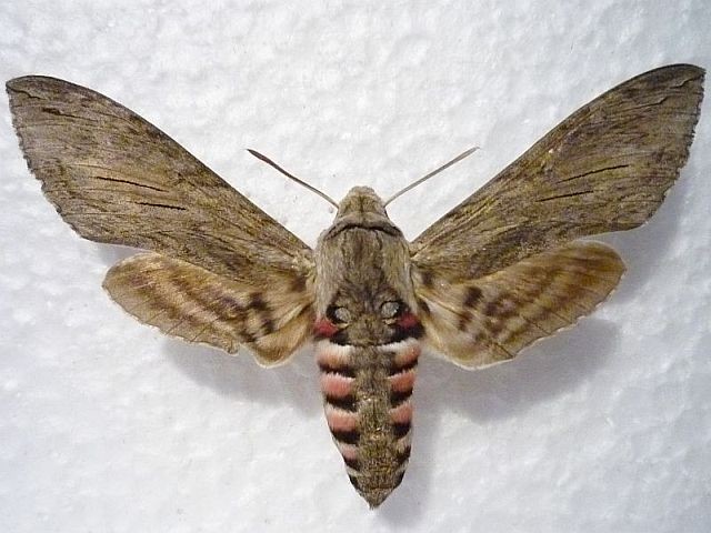 convolvuli